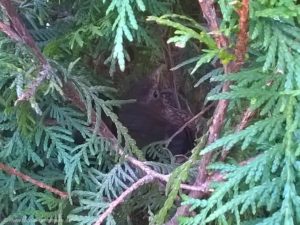 2015 - Eine Amsel hat ihr Nest in der Hecke gebaut und brütet hier ihren Nachwuchs aus. 