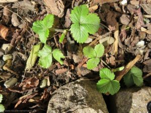 Wilde Erdbeeren vermehren sich selbst. 